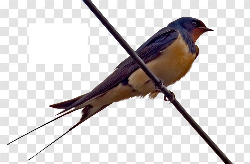 Barn Swallow Bird Nest Cygnini Transparent PNG