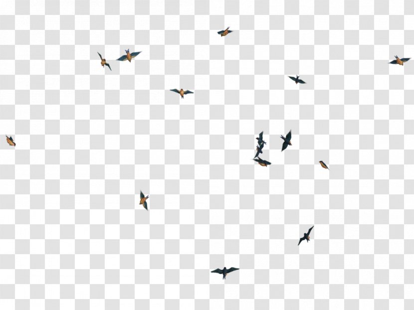 Bird Flight - Black And White - Birds Picture Transparent PNG