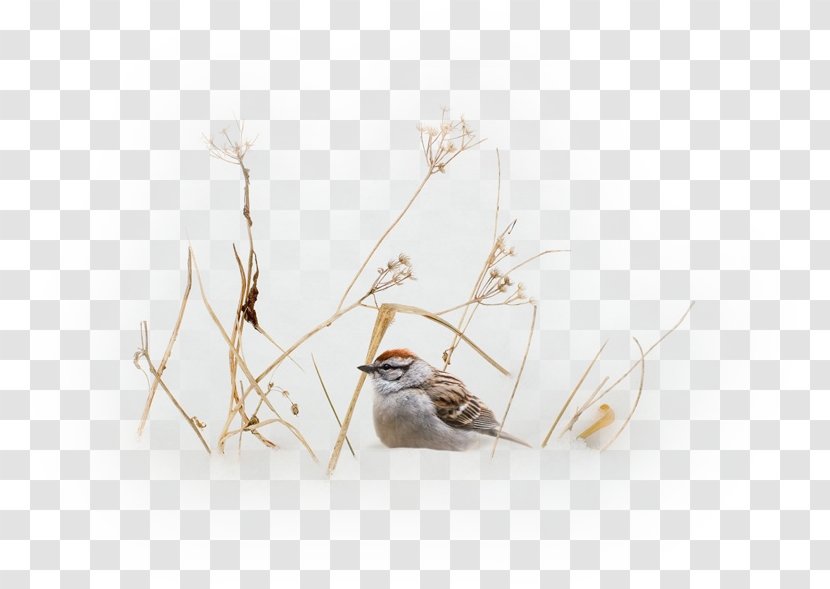 23 February - Animal - Design Transparent PNG