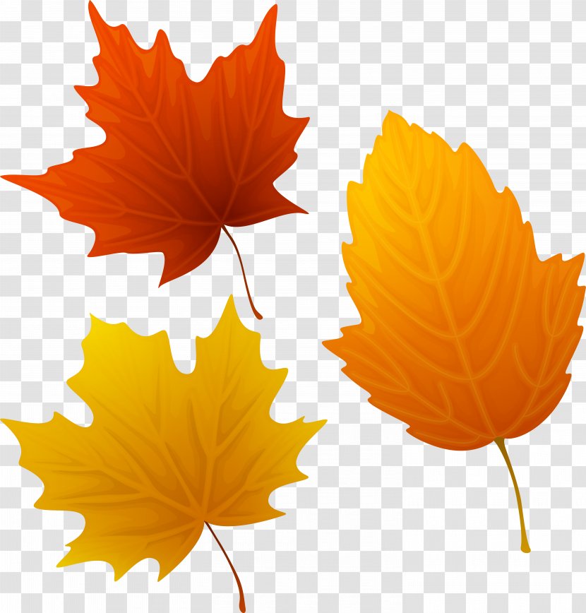 Clip Art Image Vector Graphics Free Content - Yellow - Autumn Leaves Transparent PNG