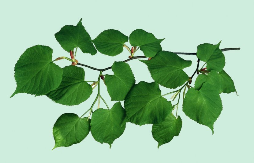 Leaf Tree Clip Art - Conifers - Rama Transparent PNG
