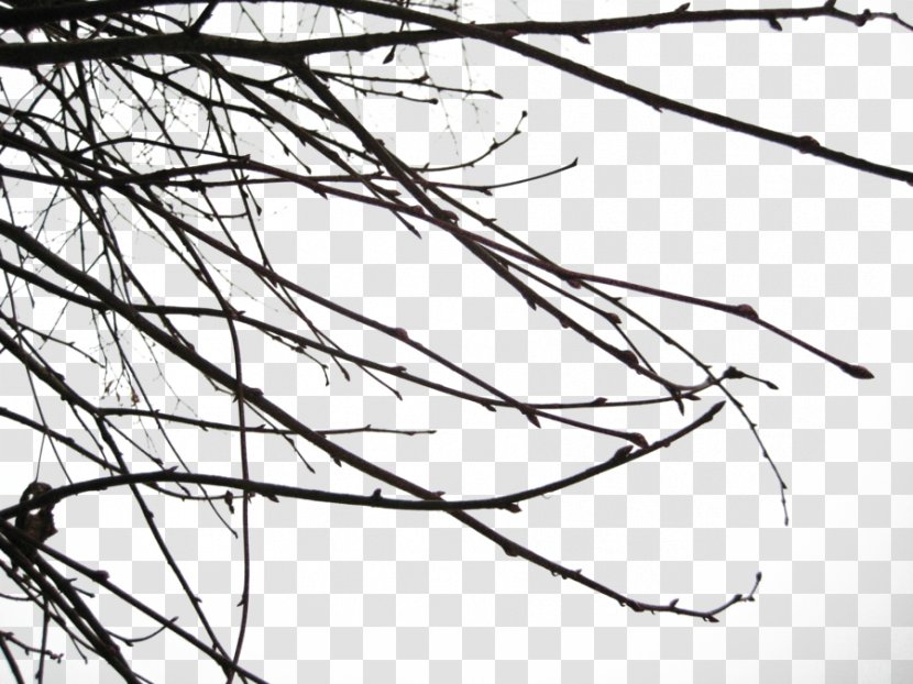 Branch - Twig - Free Image Transparent PNG