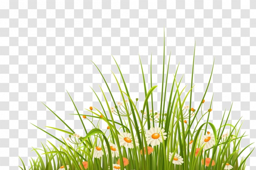 Green Herb Clip Art - Grass Family - And Fresh Flowers Decorative Patterns Transparent PNG