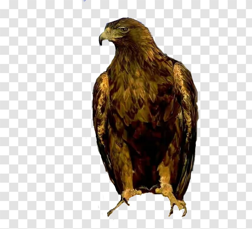 Bird Golden Eagle Of Prey Accipitridae - Falcon Beak Transparent PNG