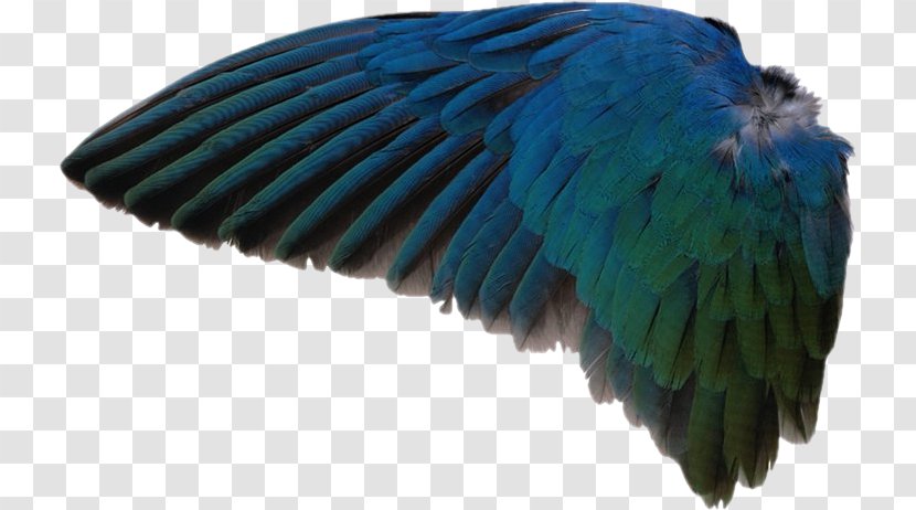 Go Facts Animals Birds Wing Macaw Feather - As ASAS. Grátis Transparent PNG