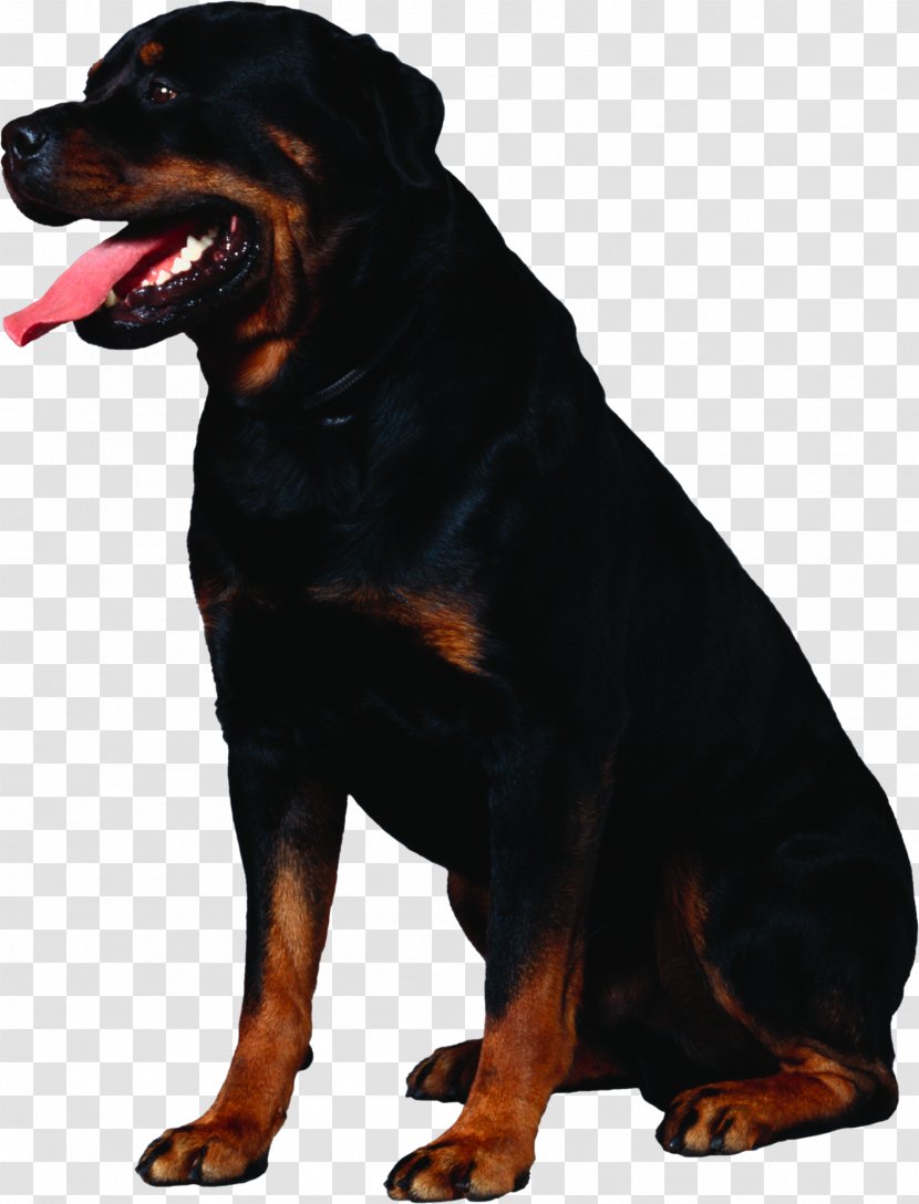 rottweiler greater swiss mountain dog