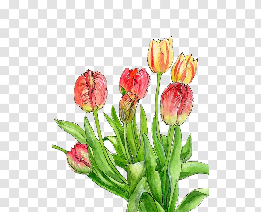 Tulip Yellow Flower - Software - Tulips Transparent PNG