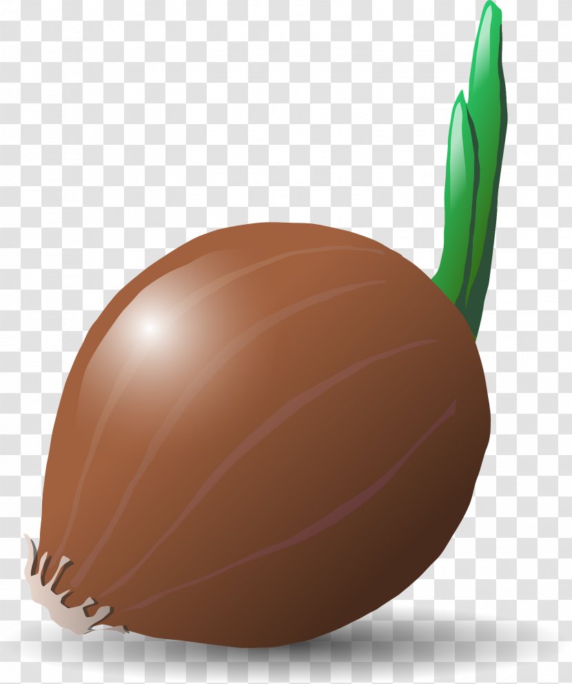 Vegetable Potato Onion Clip Art - Egg - Brown Transparent PNG