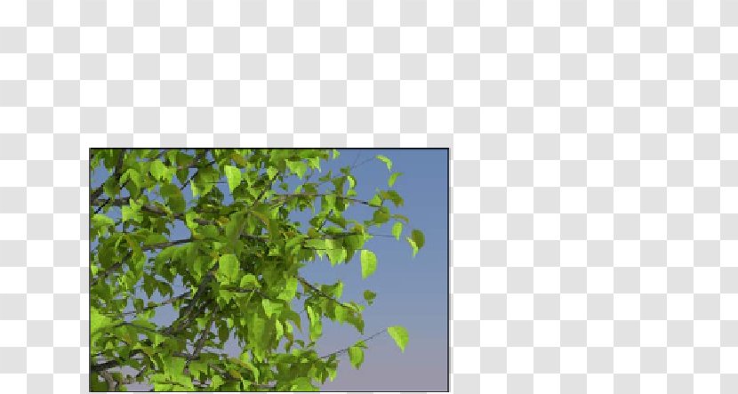 Leaf Sky Plc - Tree Transparent PNG