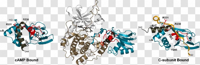 Protein Kinase A Subunit Ligand Molecular Binding - Dissociation Constant Transparent PNG