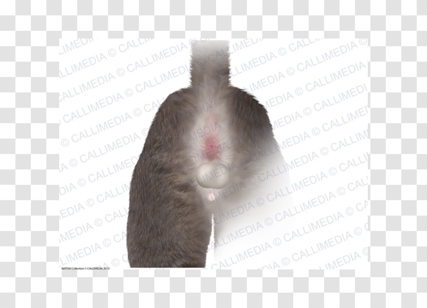 Hamster Domestic Rabbit Whiskers Fur Computer Mouse - Rat Transparent PNG