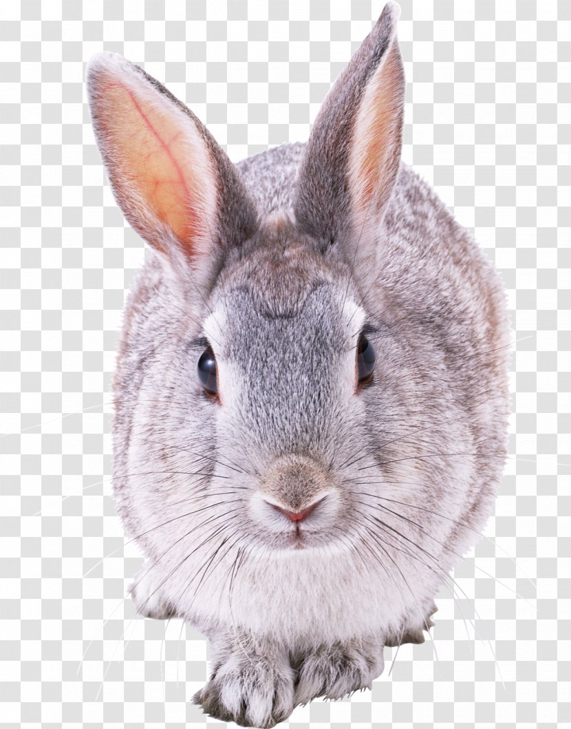 French Lop Hare Domestic Rabbit European - Wildlife - Coelho Transparent PNG