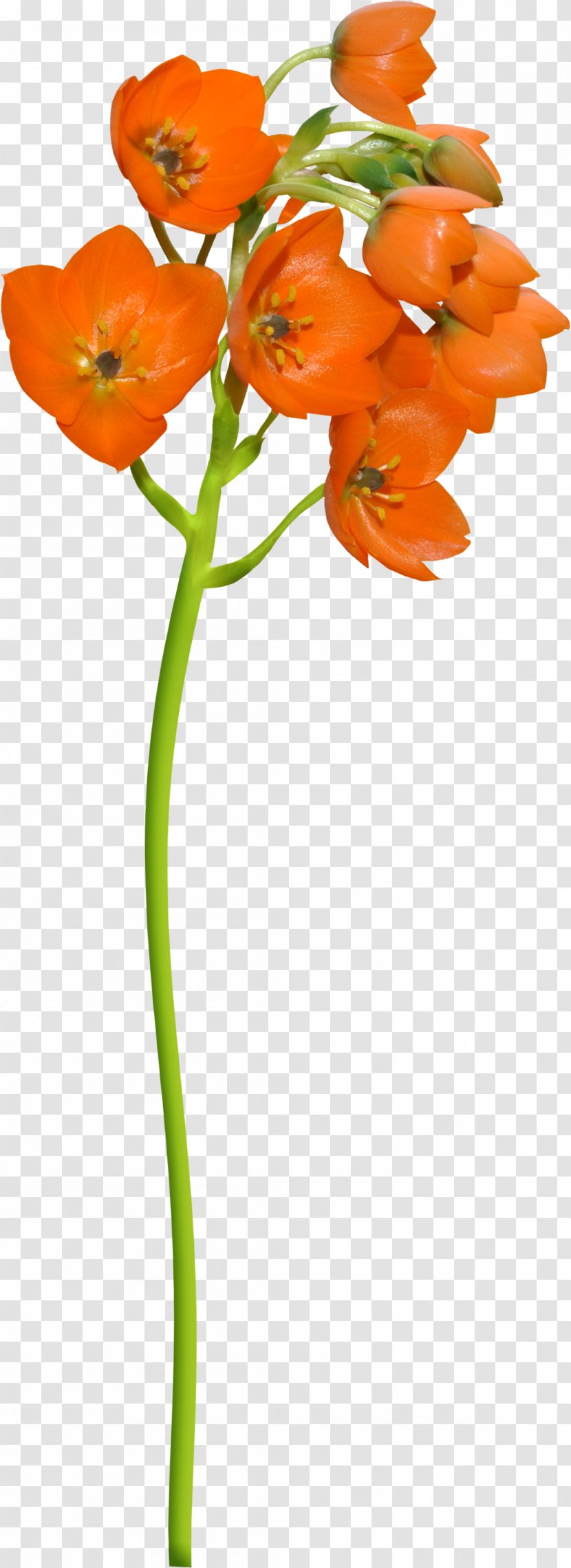 Cut Flowers Plant Stem Painting Clip Art - Lofter - GARDEN Transparent PNG