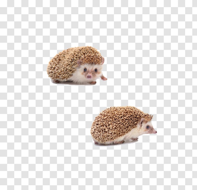 Domesticated Hedgehog Fur Porcupine Domestication - Small Animal Transparent PNG