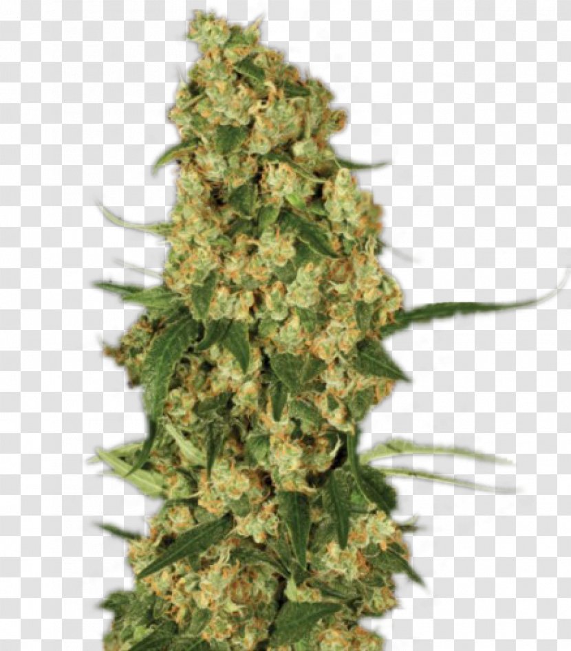 Paradise Seeds Marijuana Seed Bank Cannabis Sativa - Ruderalis - Skunk Transparent PNG