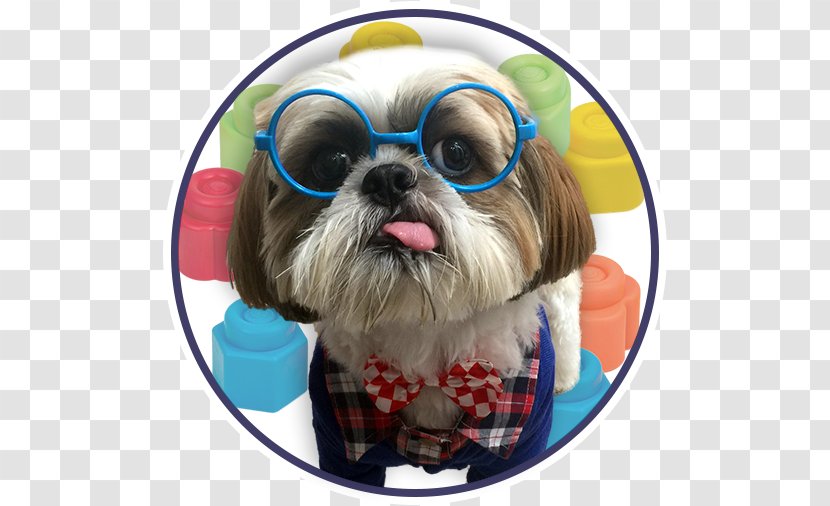 The Shih Tzu Puppy Your Pet Transparent PNG