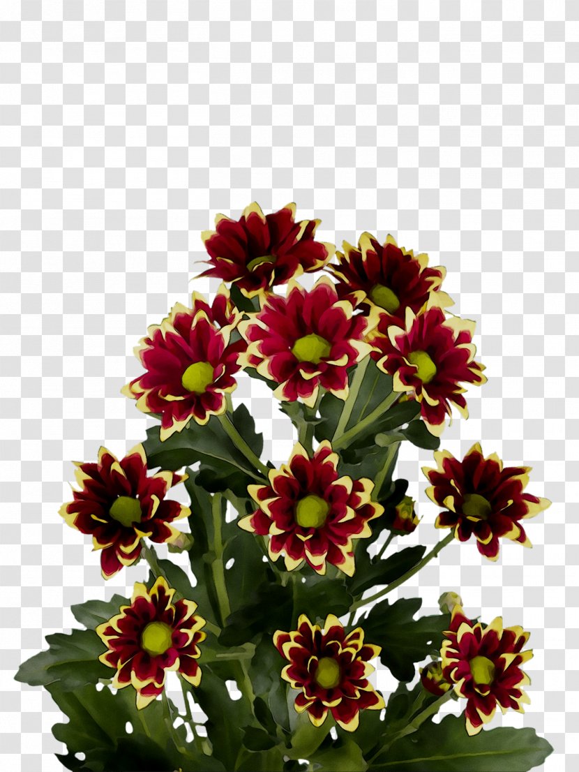 Blanket Flowers Floral Design Chrysanthemum Cut Annual Plant - Bouquet - Sunflower Transparent PNG