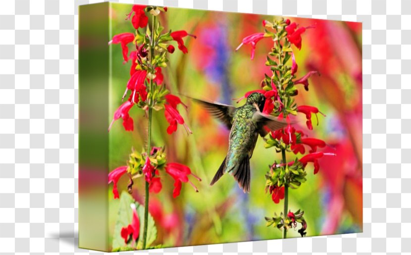 Ruby-throated Hummingbird Salvia Farinacea Guaranitica Stock Photography - Rubythroated - Color Transparent PNG