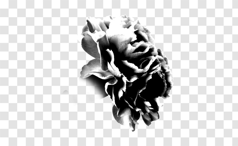 Black And White Moutan Peony - Monochrome Photography Transparent PNG