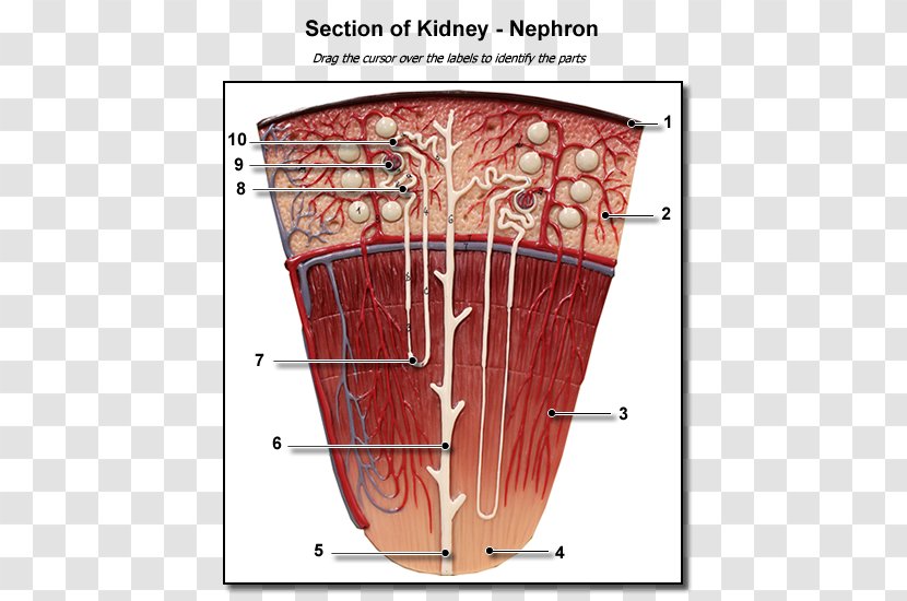 Nephron Kidney Anatomy Excretory System Renal Medulla - Silhouette - Urinary Transparent PNG