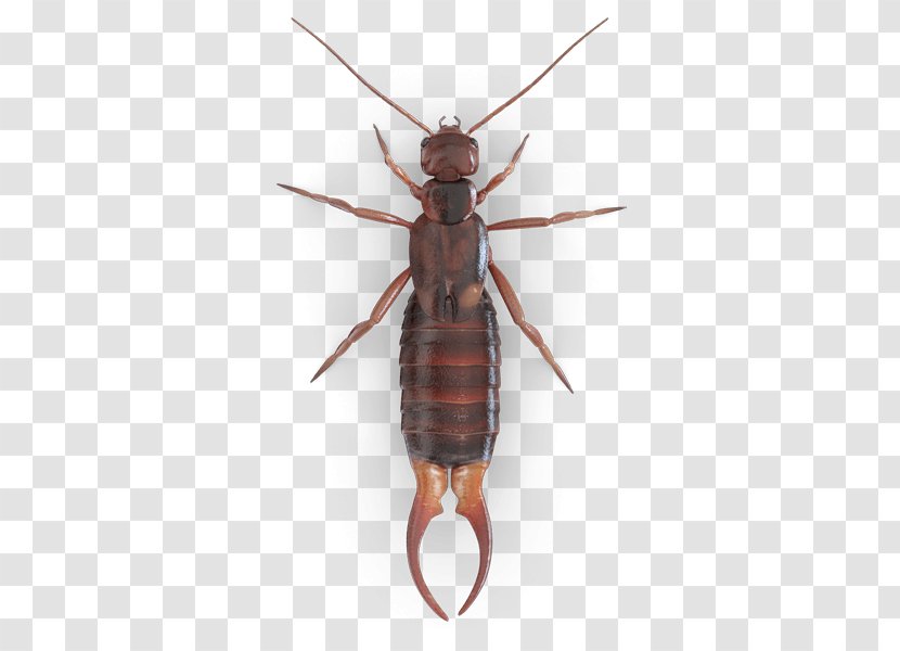 German Cockroach Mosquito Beetle Earwig Transparent PNG