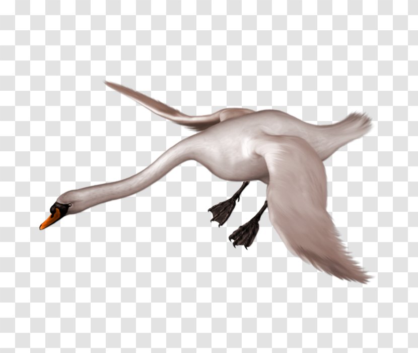 Whooper Swan Bird Duck Clip Art - Royalty Free - Goose Transparent PNG