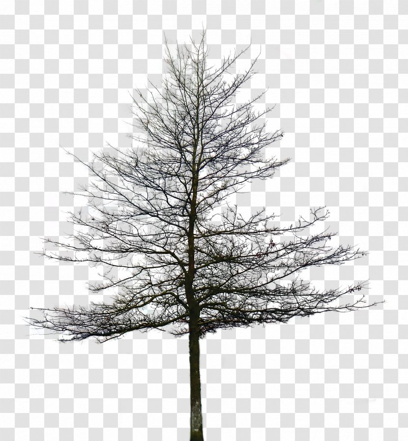 Eastern White Pine Fir Tree - Evergreen Transparent PNG