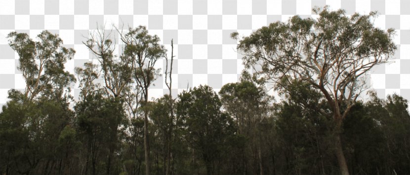 Tree Line Forest Shrub Image - Field Transparent PNG