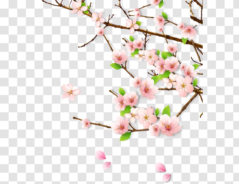 Peach Blossom Clip Art - Petal - Spring Transparent PNG
