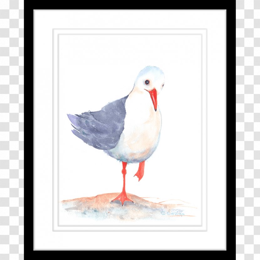 Gulls Shorebirds Beak Seabird - Water Bird Transparent PNG