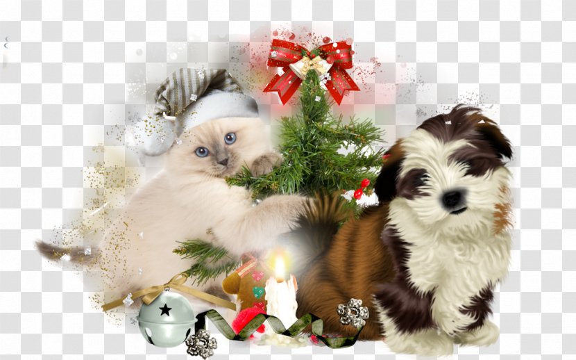 Puppy Shih Tzu Kitten Cat Jack Russell Terrier - Like Mammal Transparent PNG