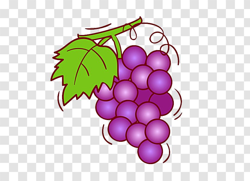 Grape Wine Fruit Illustration - Local Food - Purple Transparent PNG