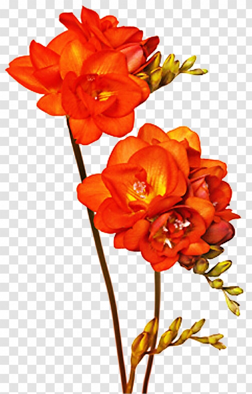 Floral Design Cut Flowers DeviantArt Freesia - Flower Transparent PNG