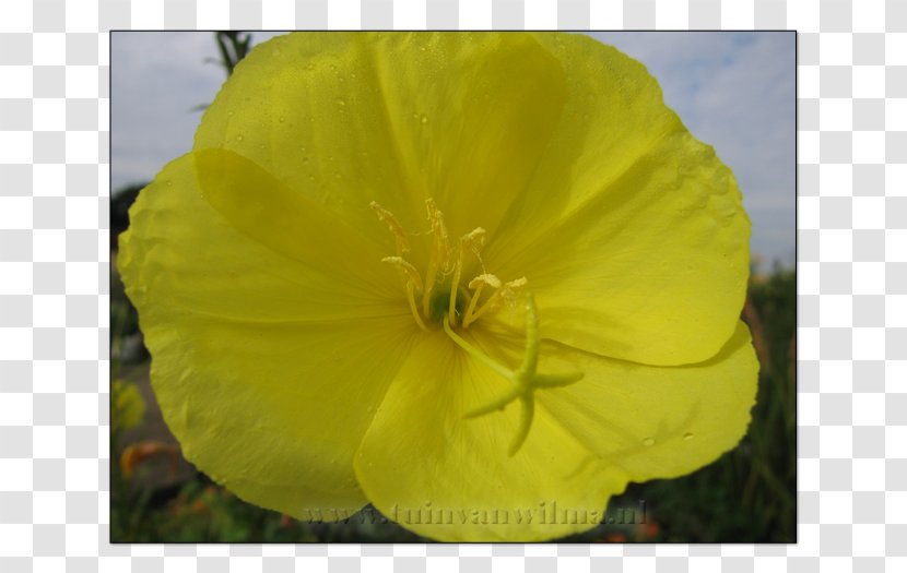 Large-flowered Evening-primrose Missouri Evening Primrose Yellow Color Grey - Large Flowered - Forsythia Transparent PNG
