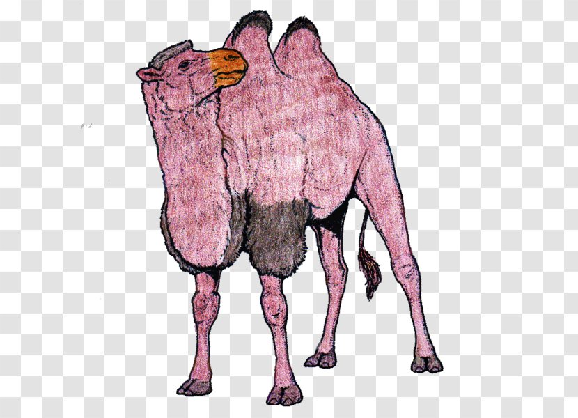 Dromedary Bactrian Camel Horse Pack Animal Mammal - Flower Transparent PNG