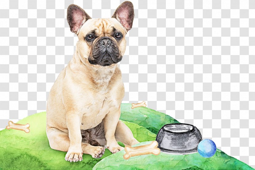 French Bulldog - Grass - Nonsporting Group Fawn Transparent PNG