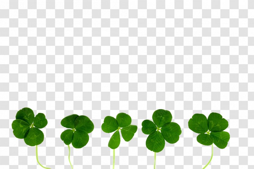 Four-leaf Clover Stock Photography Oxalis Tetraphylla - Free To Pull The Material Transparent PNG