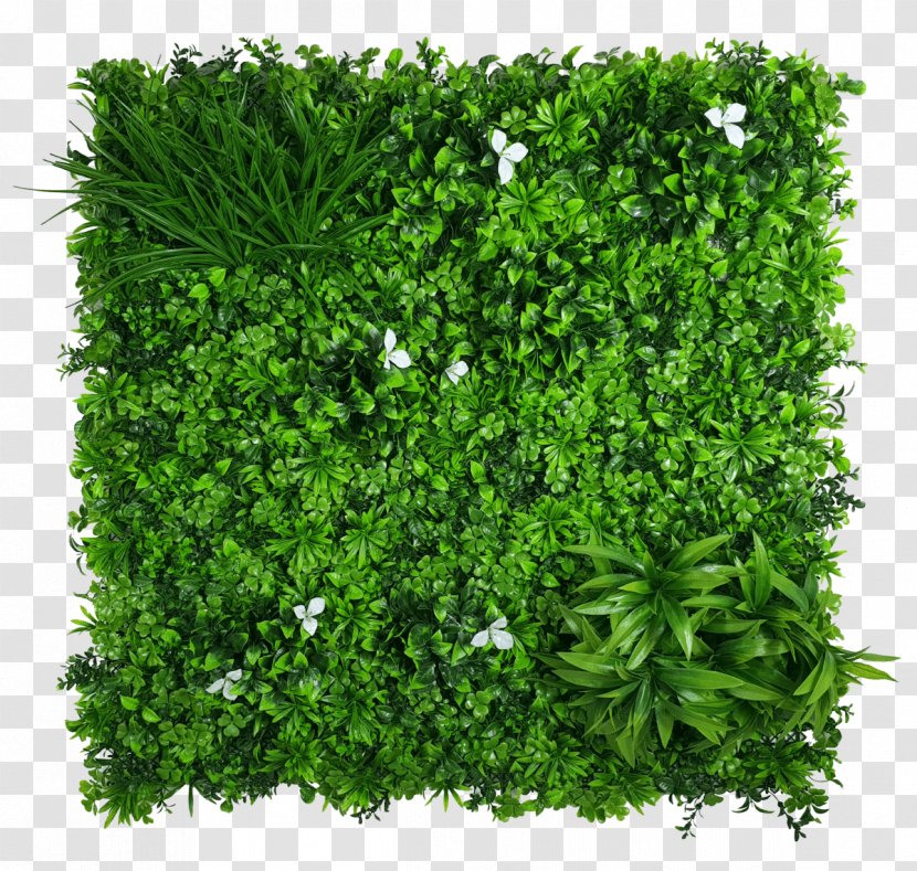 Green Grass Background - Groundcover - Annual Plant Flower Transparent PNG