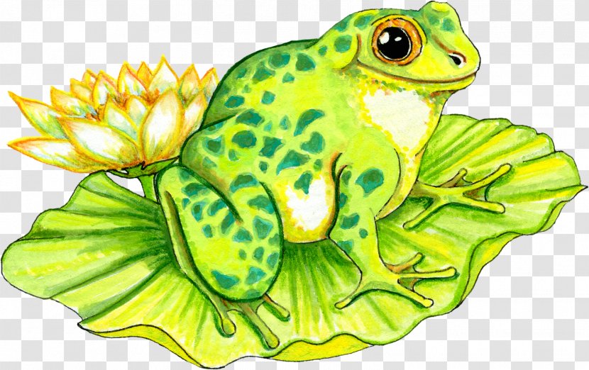 Frog Water Lily Clip Art Transparent PNG
