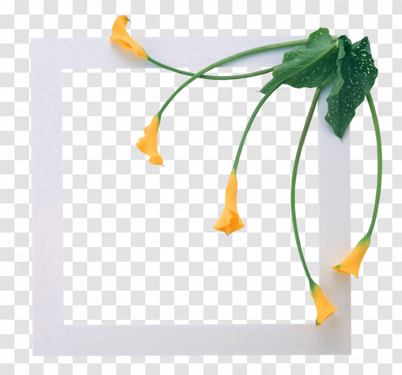 Picture Frames Clip Art - Photography - Lily Transparent PNG