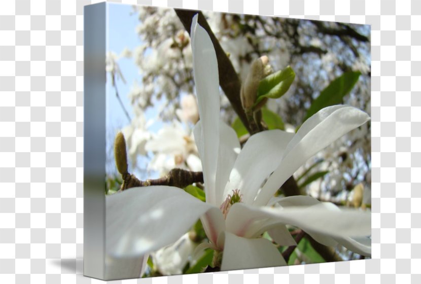 Desktop Wallpaper Flower Petal Painting - Garden - Magnolia Transparent PNG