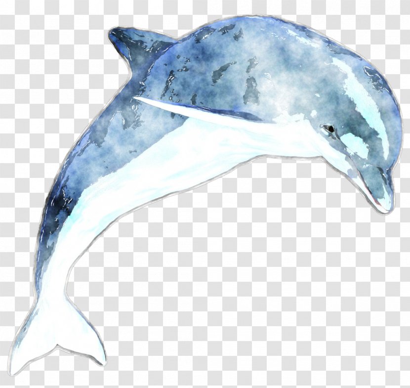 Common Bottlenose Dolphin Rough-toothed Tucuxi Short-beaked - Whale Transparent PNG