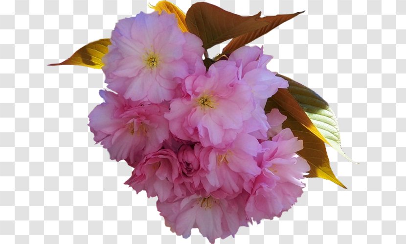 Cherry Blossom Pink M ST.AU.150 MIN.V.UNC.NR AD Herbaceous Plant - Petal Transparent PNG
