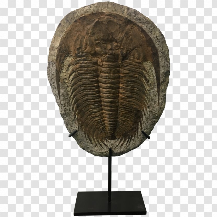Sculpture - Trilobite Transparent PNG