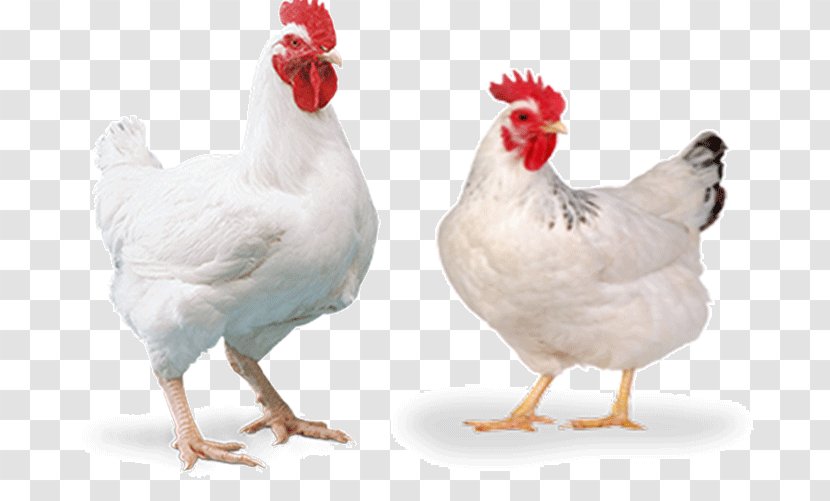 Cornish Chicken Broiler Poultry Farming Egg - Hatchery Transparent PNG