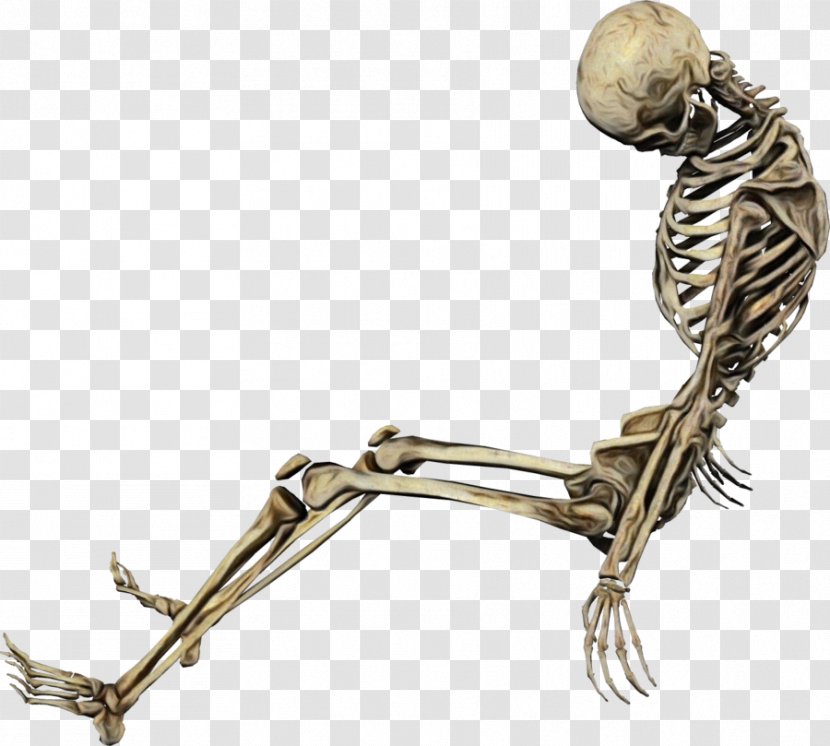 Skeleton - Joint - Muscle Human Body Transparent PNG