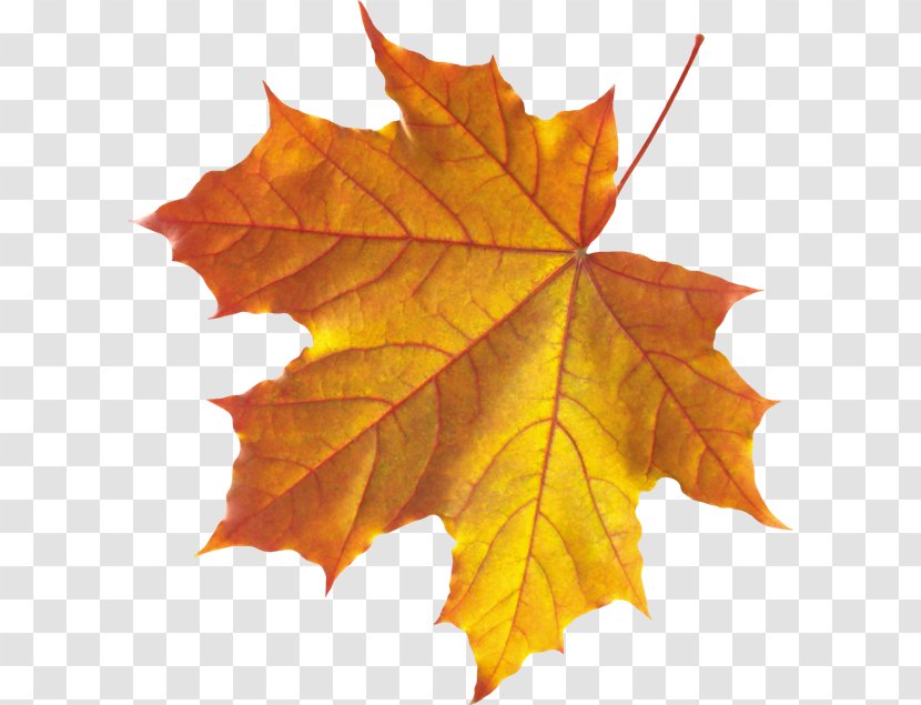 Autumn Leaf Color Clip Art - Maple Tree - Dried Transparent PNG