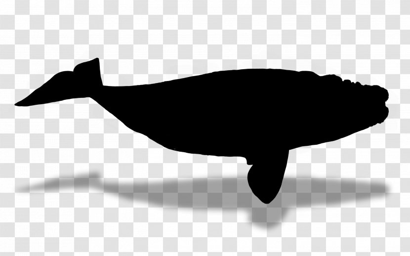 Dolphin Fauna Silhouette Font Beak - Whale Transparent PNG