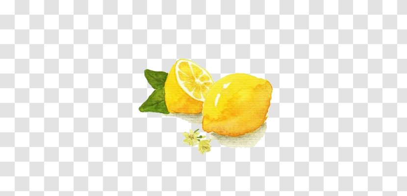 Watercolor Painting Lemon Illustration - Citrus - Cartoon Transparent PNG