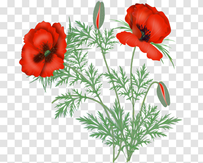 Flower Oriental Poppy Red Plant Coquelicot Transparent PNG